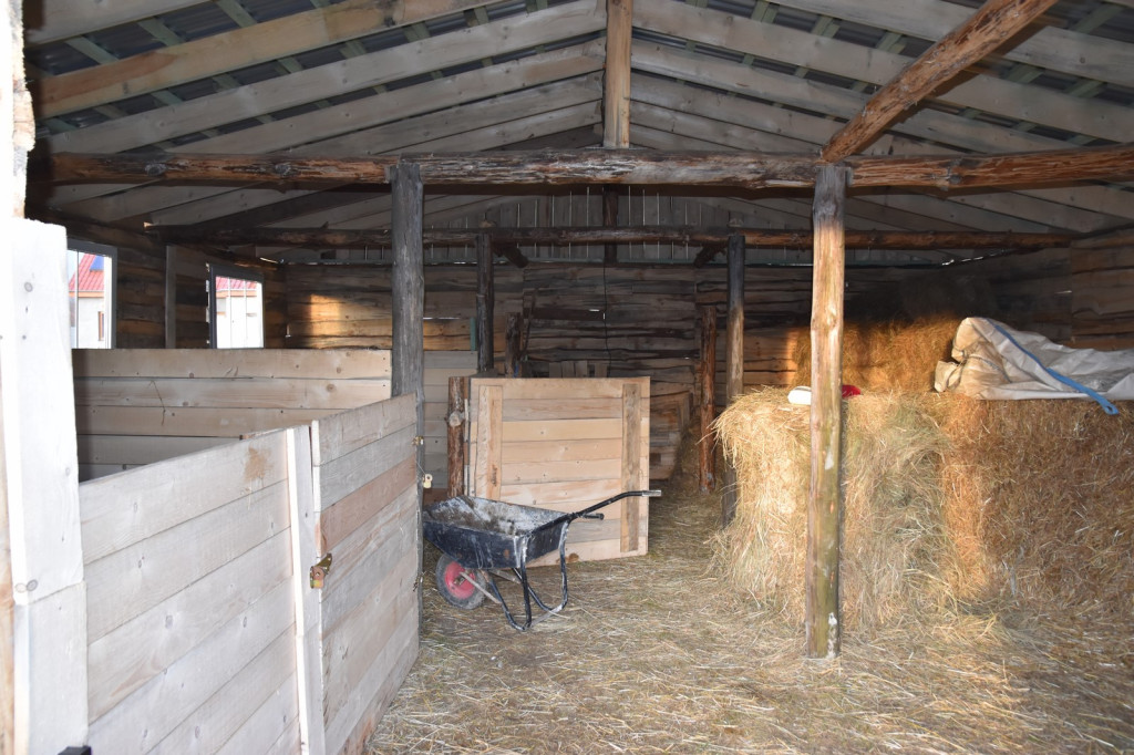 Na ratunek koniom. Zamiast rzeźni, zagroda pod lasem w Lubszy