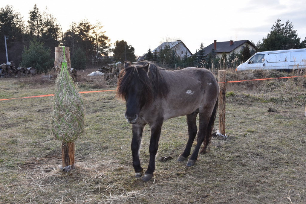 Na ratunek koniom. Zamiast rzeźni, zagroda pod lasem w Lubszy