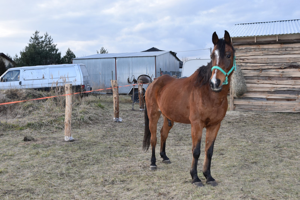 Na ratunek koniom. Zamiast rzeźni, zagroda pod lasem w Lubszy