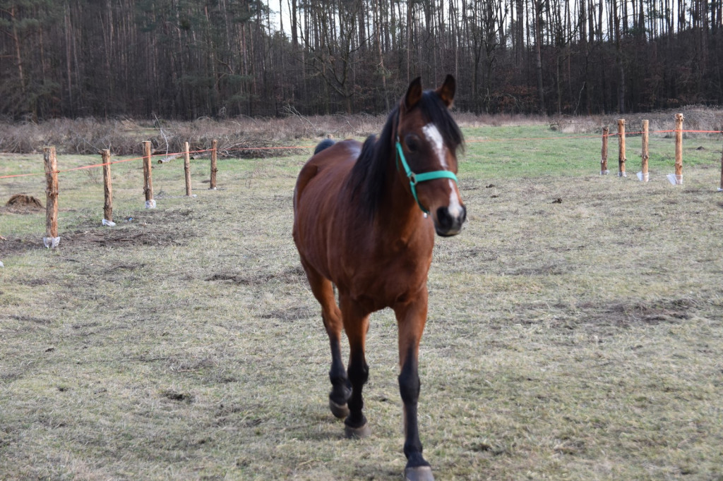 Na ratunek koniom. Zamiast rzeźni, zagroda pod lasem w Lubszy
