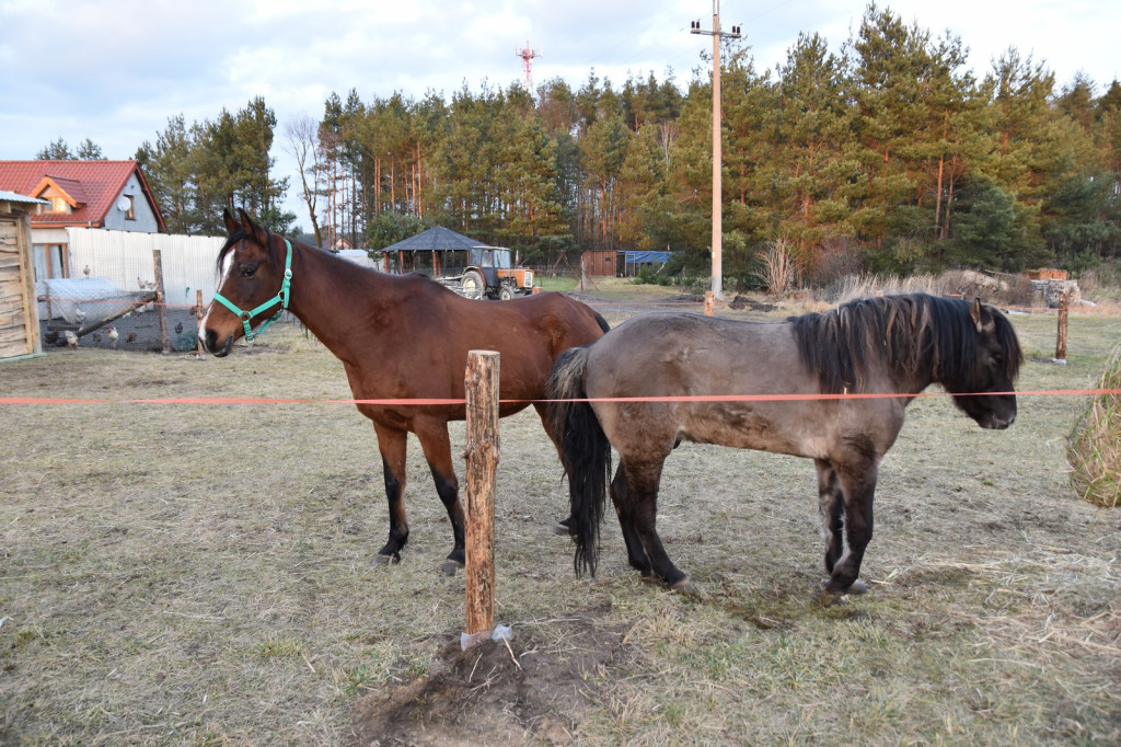 Na ratunek koniom. Zamiast rzeźni, zagroda pod lasem w Lubszy