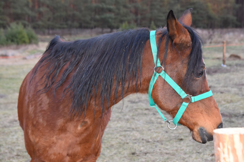 Na ratunek koniom. Zamiast rzeźni, zagroda pod lasem w Lubszy