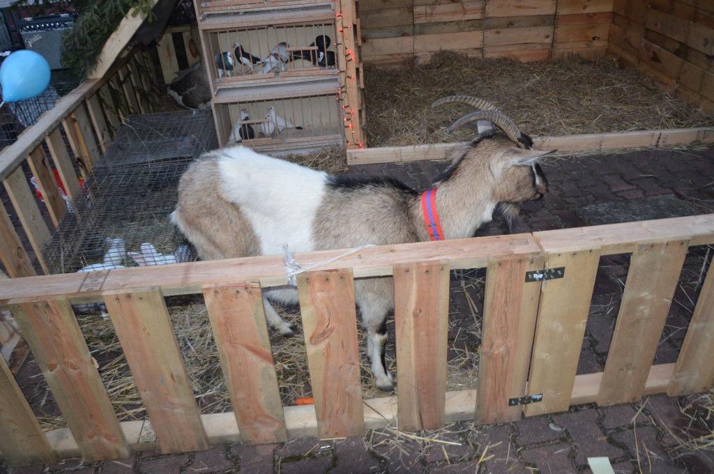 Pierwszy Orszak Trzech Króli w Lubszy