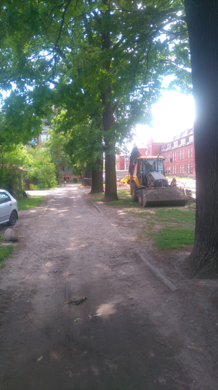 Drzewa w Alei Dębowej - pomniki przyrody - mogły zostać uszkodzone