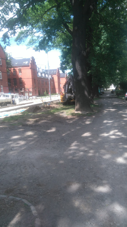 Drzewa w Alei Dębowej - pomniki przyrody - mogły zostać uszkodzone