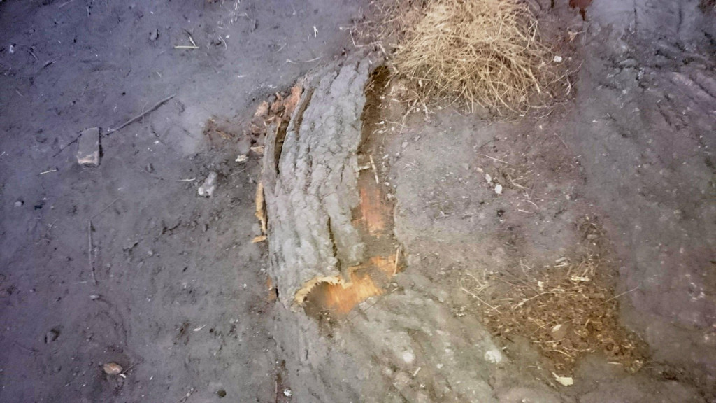 Drzewa w Alei Dębowej - pomniki przyrody - mogły zostać uszkodzone