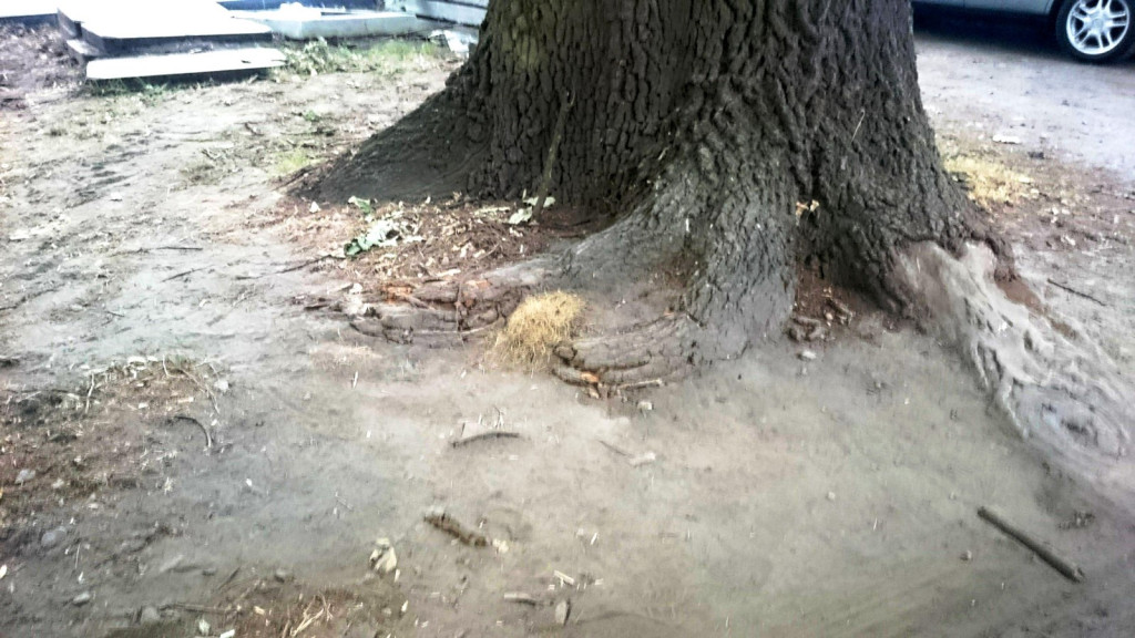 Drzewa w Alei Dębowej - pomniki przyrody - mogły zostać uszkodzone