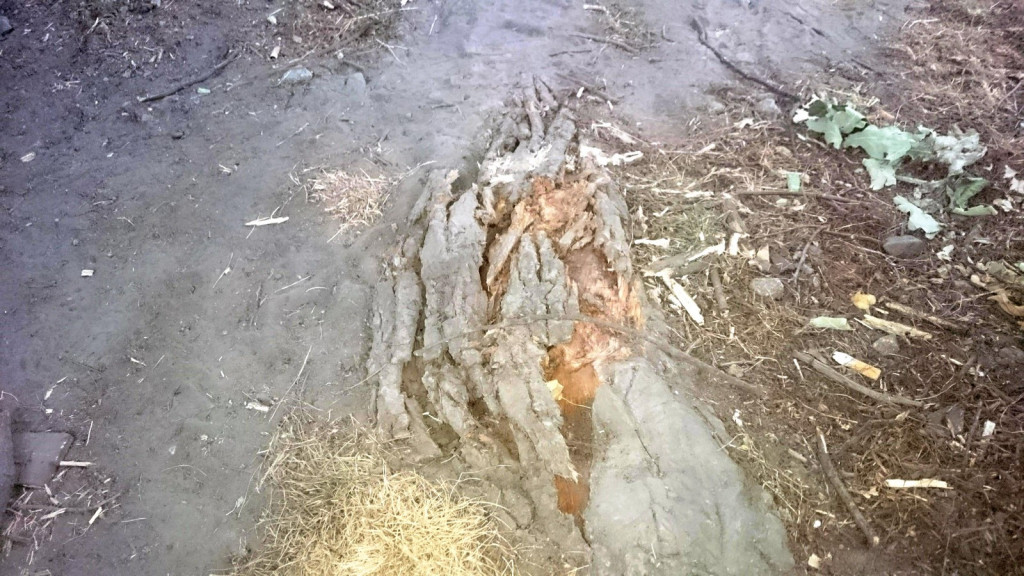 Drzewa w Alei Dębowej - pomniki przyrody - mogły zostać uszkodzone