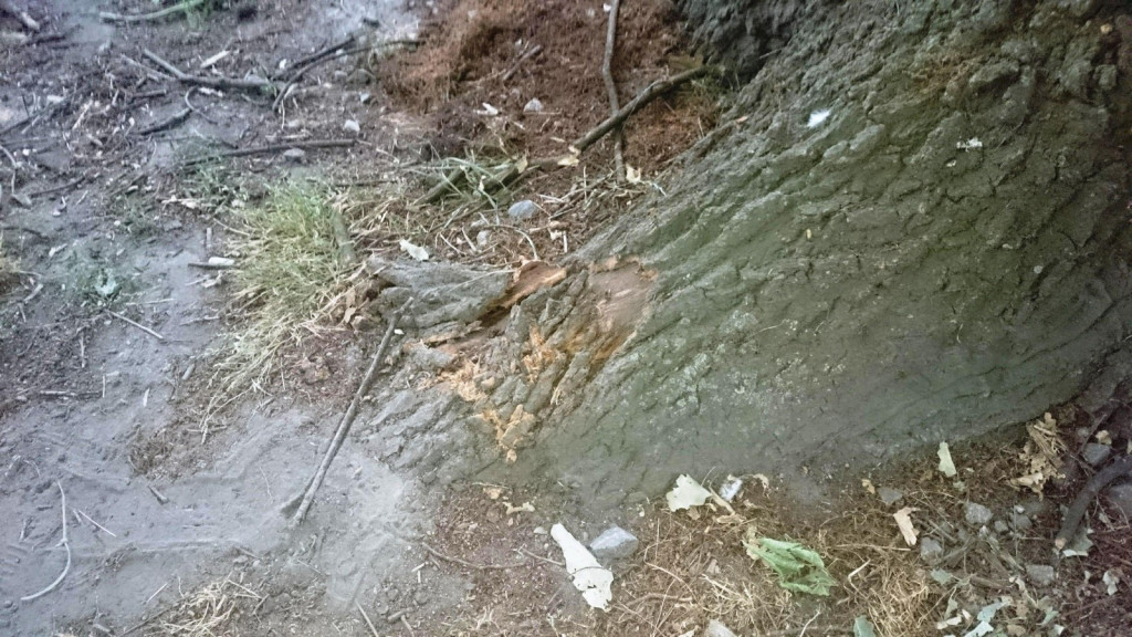 Drzewa w Alei Dębowej - pomniki przyrody - mogły zostać uszkodzone