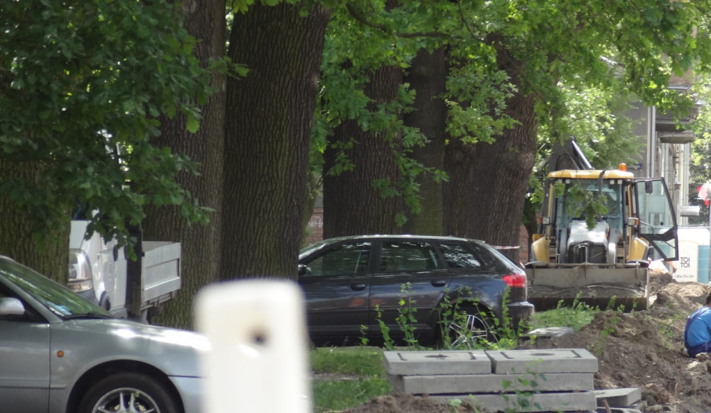 Drzewa w Alei Dębowej - pomniki przyrody - mogły zostać uszkodzone