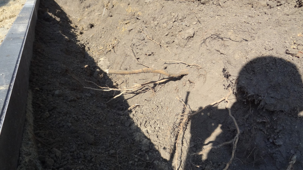 Drzewa w Alei Dębowej - pomniki przyrody - mogły zostać uszkodzone