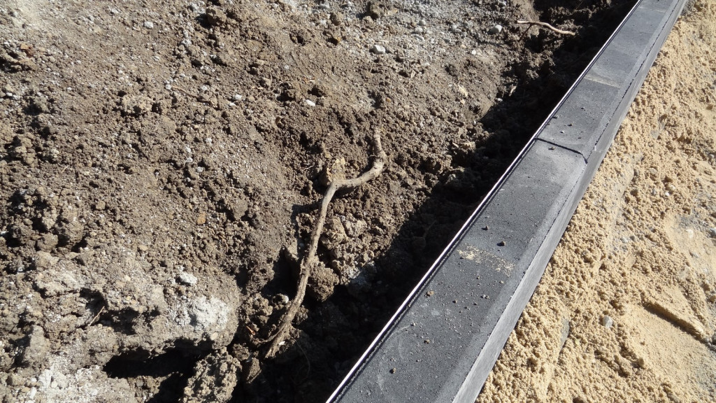 Drzewa w Alei Dębowej - pomniki przyrody - mogły zostać uszkodzone