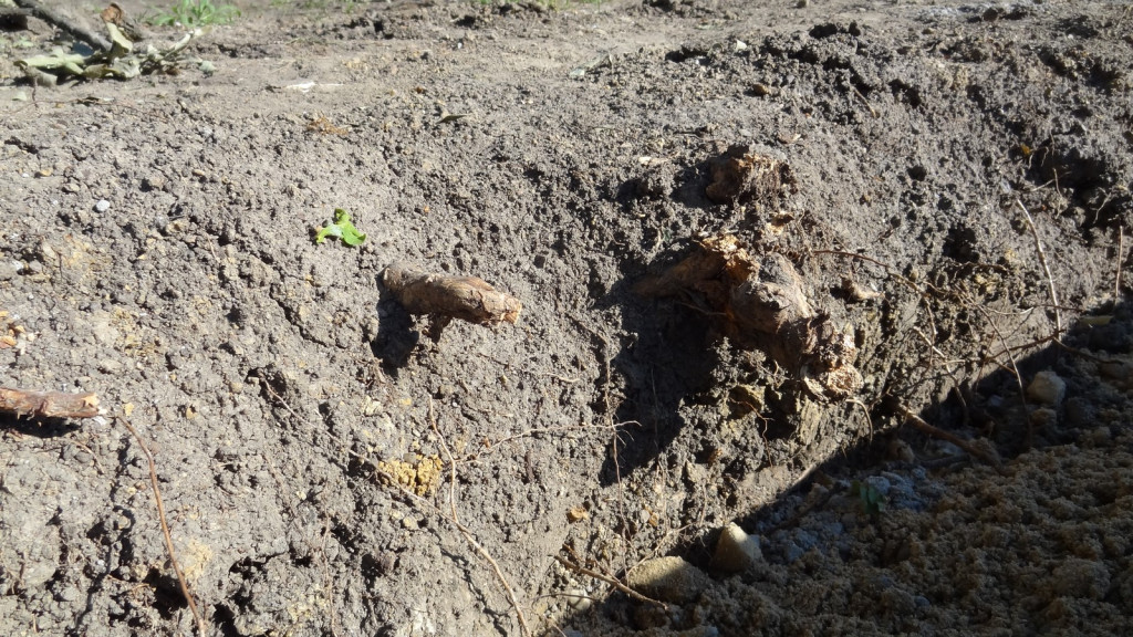 Drzewa w Alei Dębowej - pomniki przyrody - mogły zostać uszkodzone