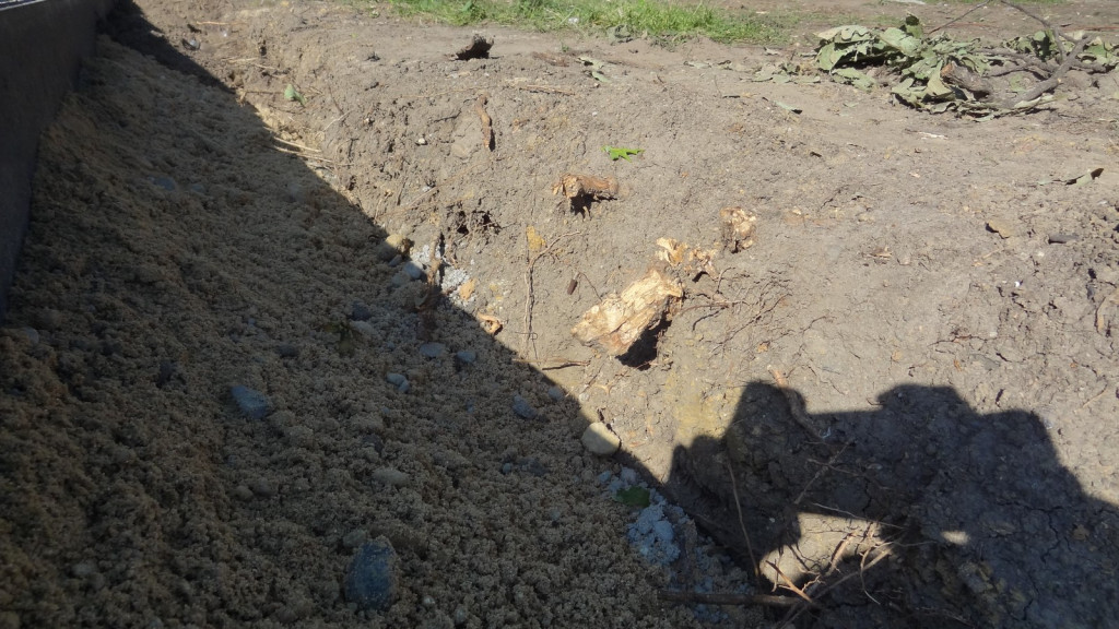 Drzewa w Alei Dębowej - pomniki przyrody - mogły zostać uszkodzone