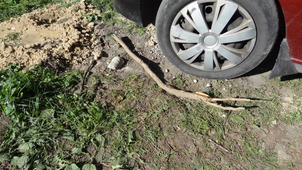 Drzewa w Alei Dębowej - pomniki przyrody - mogły zostać uszkodzone