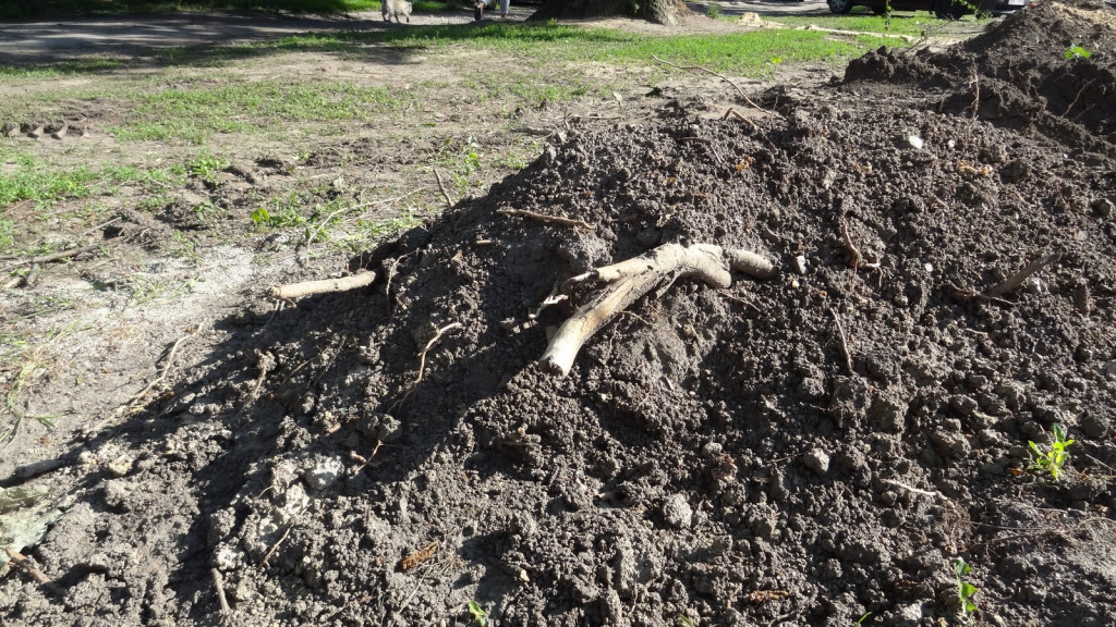 Drzewa w Alei Dębowej - pomniki przyrody - mogły zostać uszkodzone