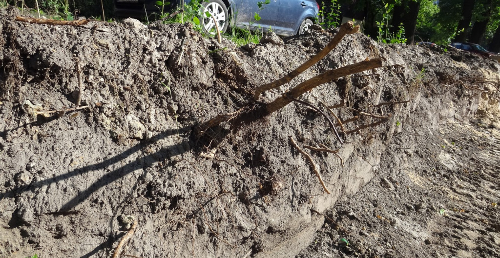 Drzewa w Alei Dębowej - pomniki przyrody - mogły zostać uszkodzone