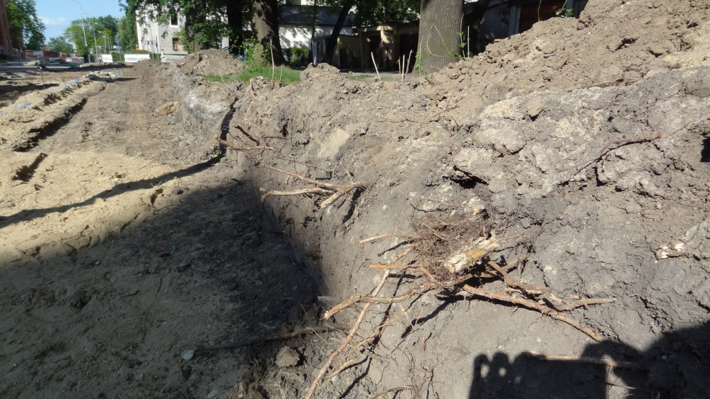 Drzewa w Alei Dębowej - pomniki przyrody - mogły zostać uszkodzone