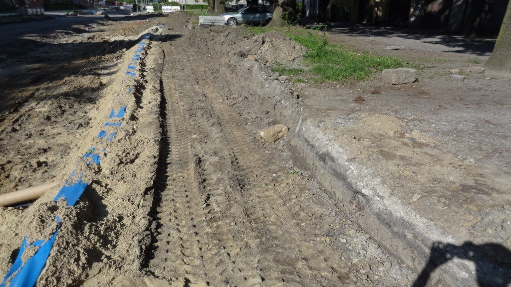 Drzewa w Alei Dębowej - pomniki przyrody - mogły zostać uszkodzone