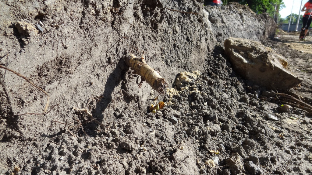 Drzewa w Alei Dębowej - pomniki przyrody - mogły zostać uszkodzone