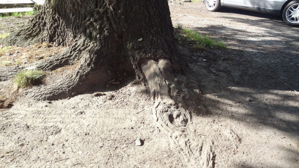 Drzewa w Alei Dębowej - pomniki przyrody - mogły zostać uszkodzone