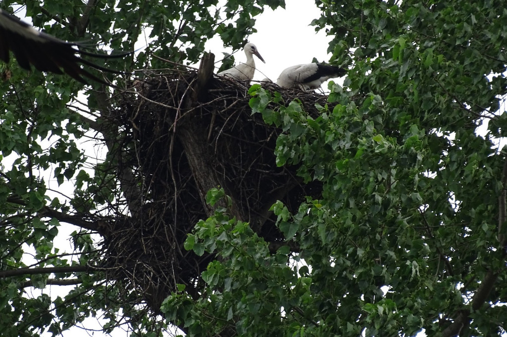 Najazd kresowian na Prusy pod Lwowem