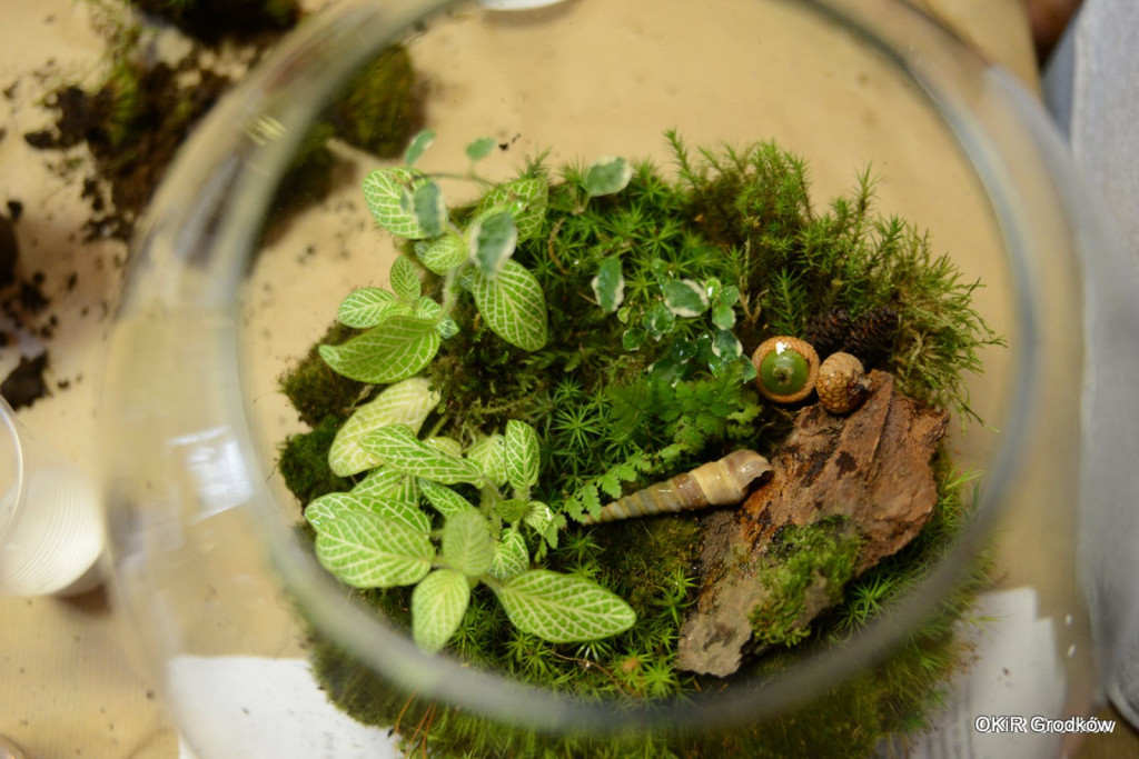 OKiR Grodków - podsumowanie pierwszej części wakacji i zaproszenie na kolejne atrakcje