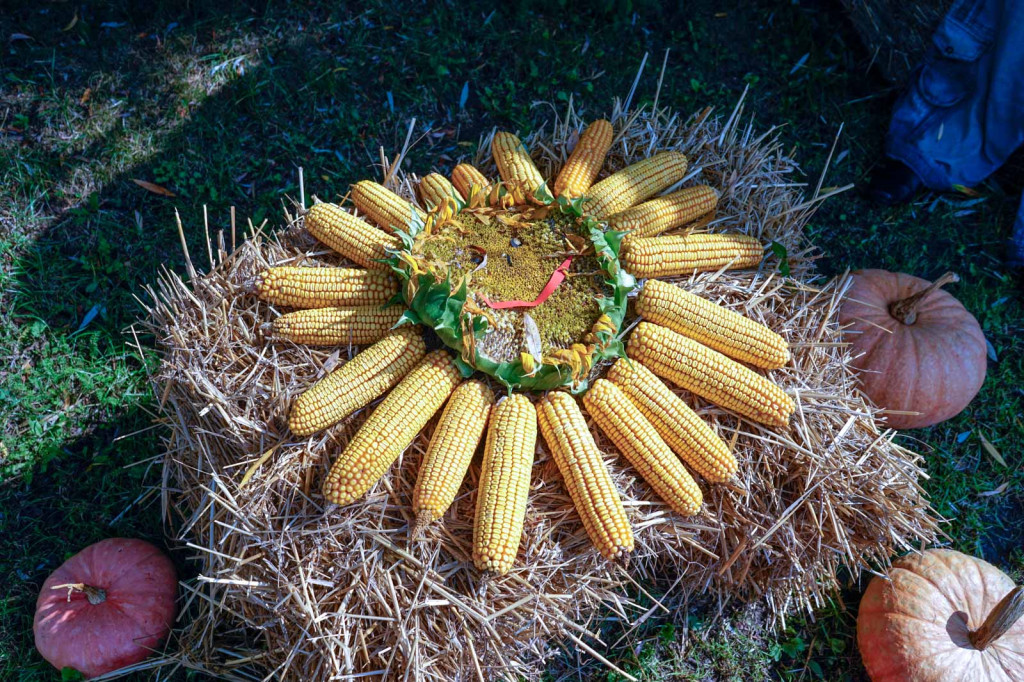 Dożynki w gminie Lewin Brzeski. Najpiękniejsza korona dożynkowa z Skorogoszczy