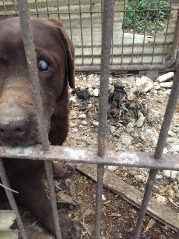 Lewin Brzeski: Wolontariusze TOZ zabrali 10 psów z pseudohodowli. Zwierzęta przebywały w skrajnych warunkach