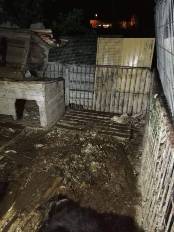 Lewin Brzeski: Wolontariusze TOZ zabrali 10 psów z pseudohodowli. Zwierzęta przebywały w skrajnych warunkach