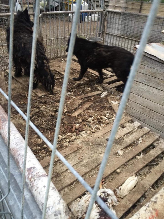 Lewin Brzeski: Wolontariusze TOZ zabrali 10 psów z pseudohodowli. Zwierzęta przebywały w skrajnych warunkach