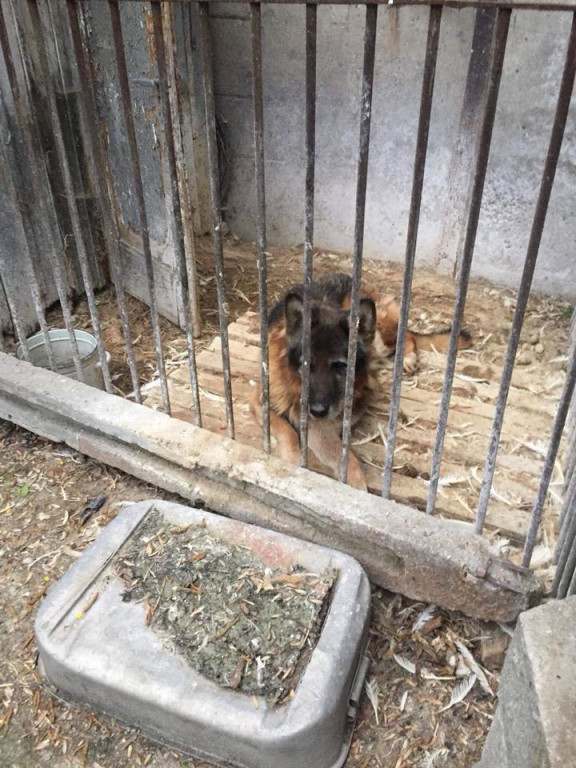 Lewin Brzeski: Wolontariusze TOZ zabrali 10 psów z pseudohodowli. Zwierzęta przebywały w skrajnych warunkach