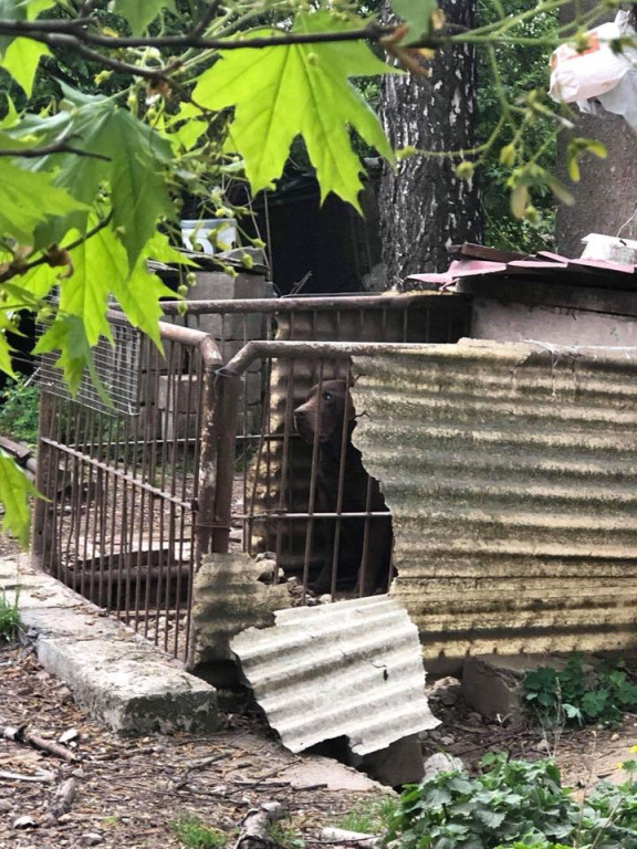 Lewin Brzeski: Wolontariusze TOZ zabrali 10 psów z pseudohodowli. Zwierzęta przebywały w skrajnych warunkach