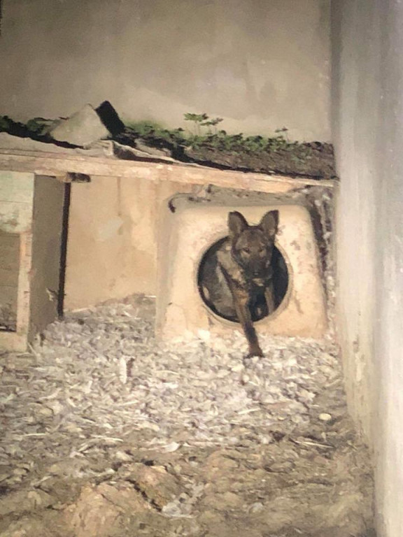 Lewin Brzeski: Wolontariusze TOZ zabrali 10 psów z pseudohodowli. Zwierzęta przebywały w skrajnych warunkach