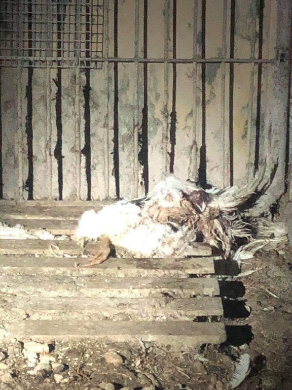 Lewin Brzeski: Wolontariusze TOZ zabrali 10 psów z pseudohodowli. Zwierzęta przebywały w skrajnych warunkach