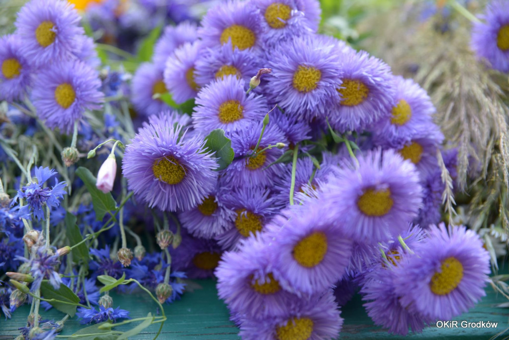 II Muzyczny Piknik Pod Cisem - Noc Świętojańska w Grodkowie