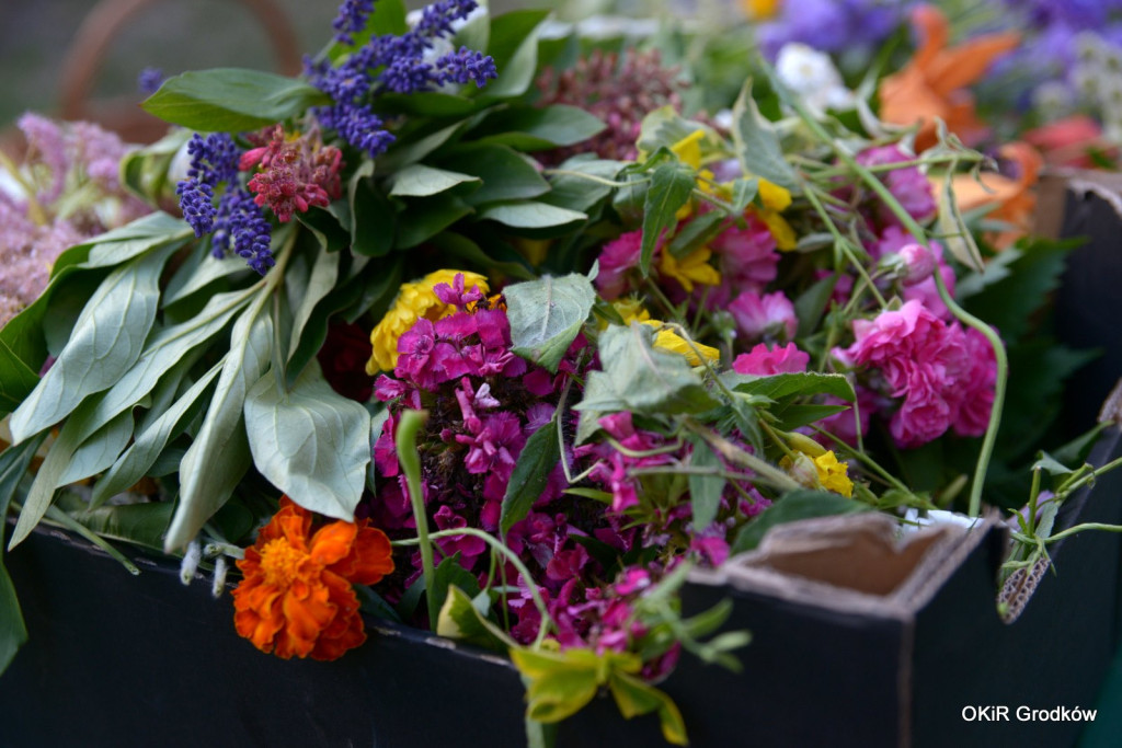 II Muzyczny Piknik Pod Cisem - Noc Świętojańska w Grodkowie