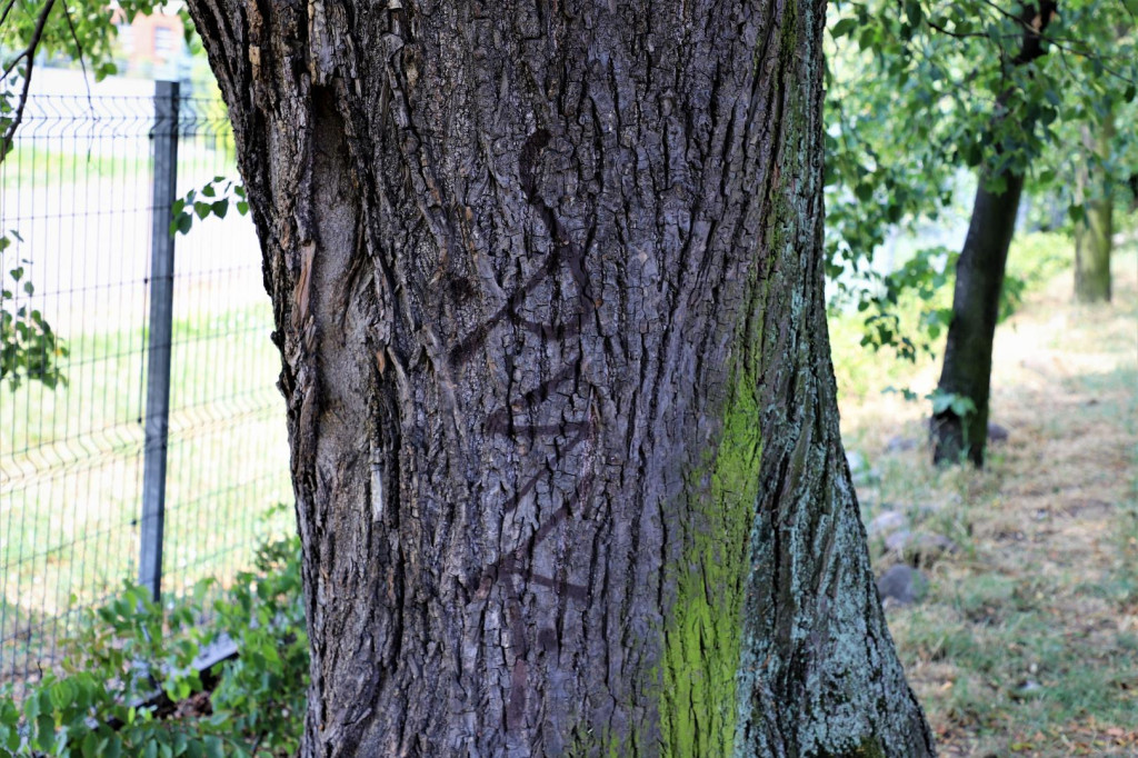 Gmina Brzeg wyznaczyła nagrodę za pomoc w ujęciu wandali