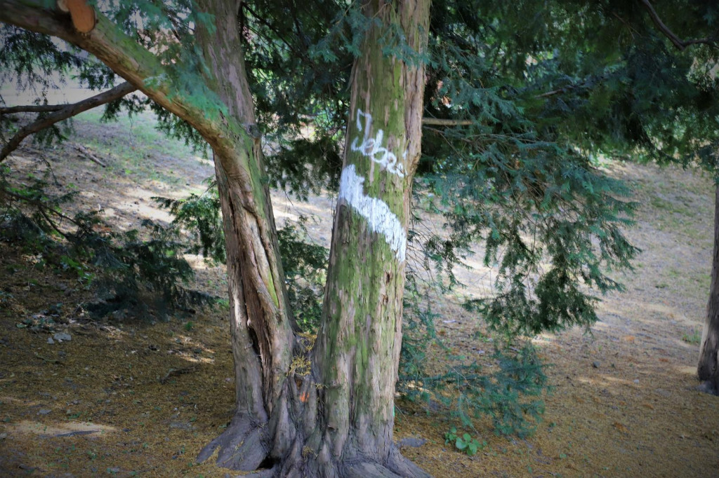 Gmina Brzeg wyznaczyła nagrodę za pomoc w ujęciu wandali