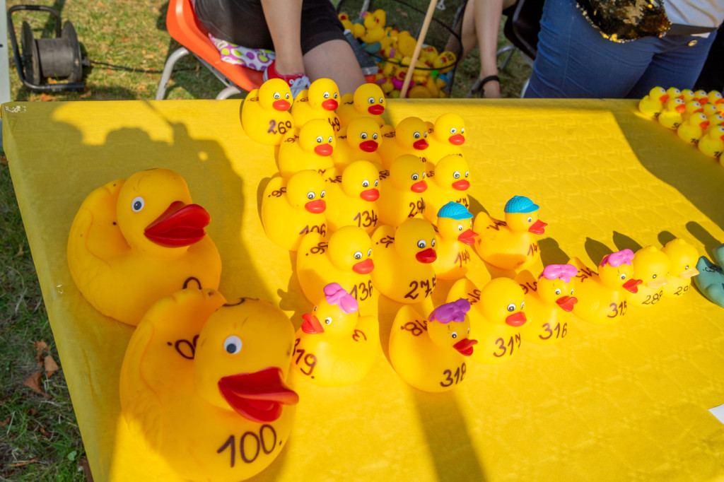 Trzecia edycja Brzeskiego Festiwalu Kaczek. W wyścigu rywalizowało ponad 250 gumowych kaczuszek