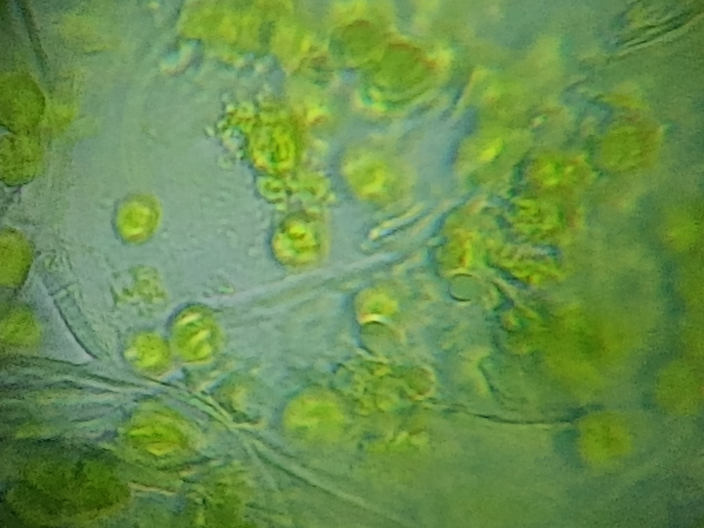 Udział uczniów PSP w Łosiowie w akcji ,,Noc Biologów``.