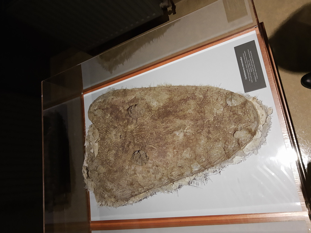 Udział uczniów PSP w Łosiowie w akcji ,,Noc Biologów``.