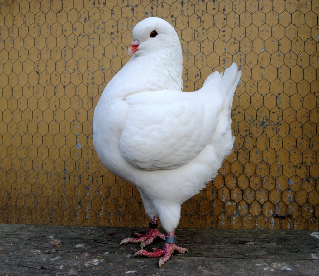 II Międzynarodowa Wystawa Gołębi Rasy KING w Łosiowie