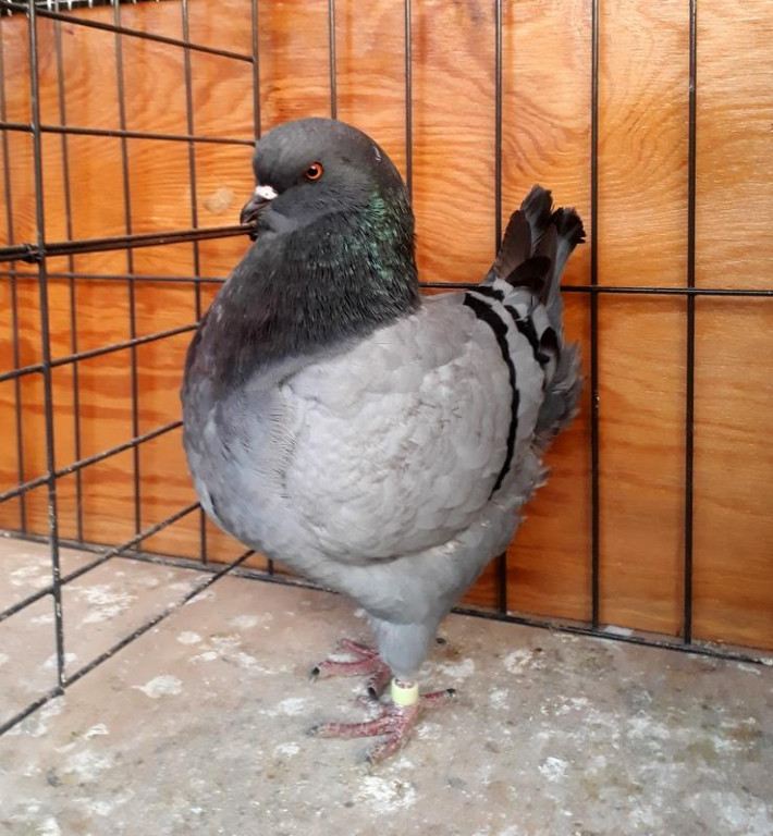 II Międzynarodowa Wystawa Gołębi Rasy KING w Łosiowie