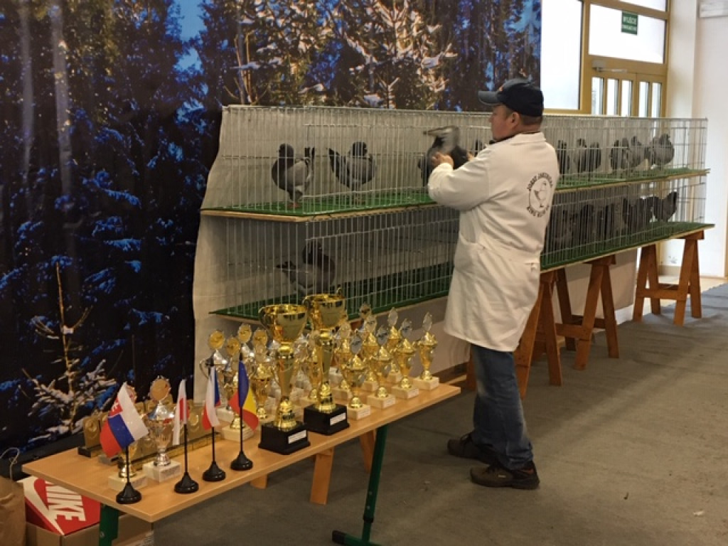 II Międzynarodowa Wystawa Gołębi Rasy KING w Łosiowie