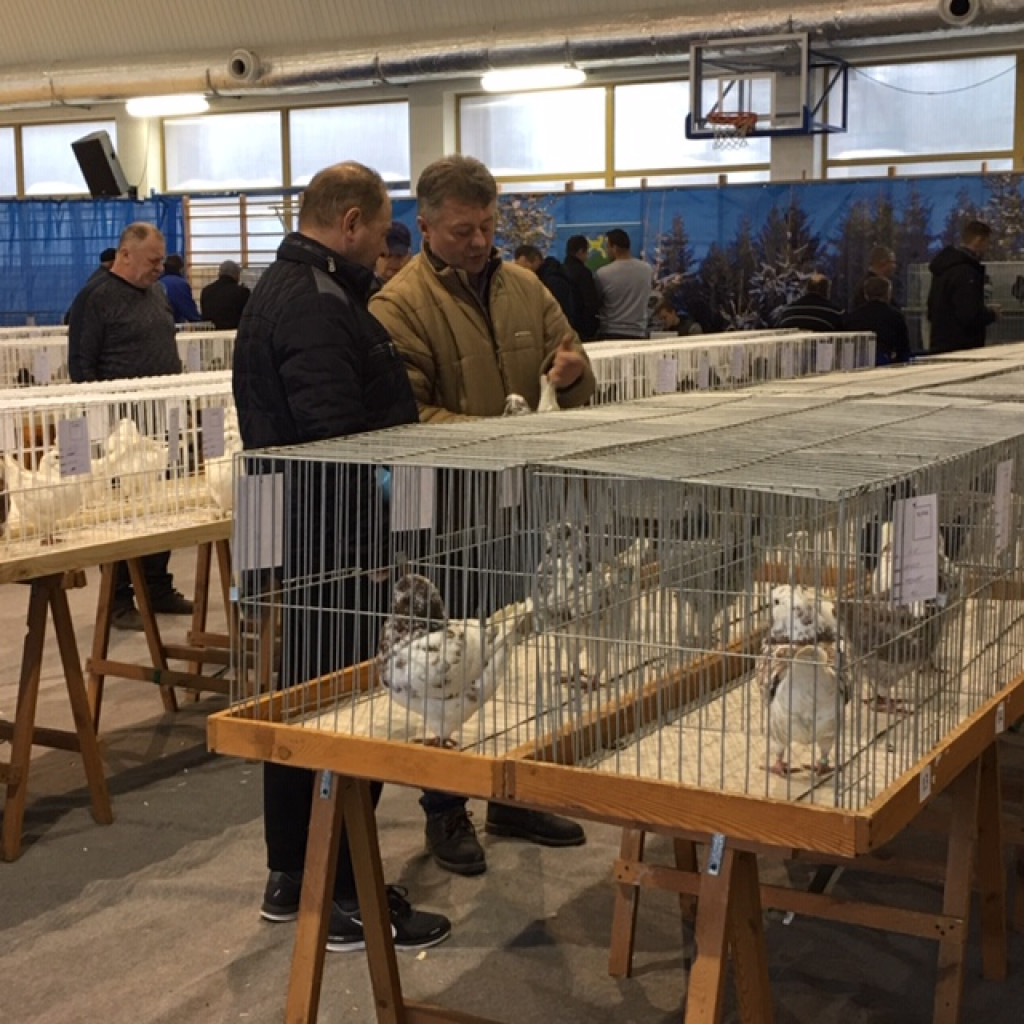 II Międzynarodowa Wystawa Gołębi Rasy KING w Łosiowie