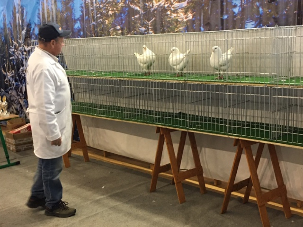 II Międzynarodowa Wystawa Gołębi Rasy KING w Łosiowie