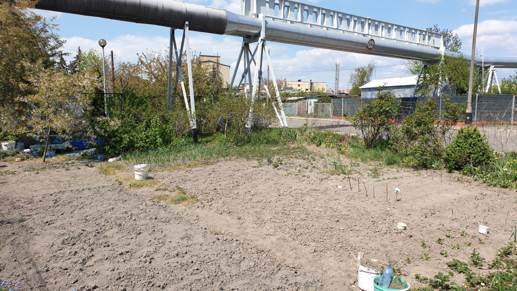 Działkowcy muszą oddać ogródki przy ul. Składowej, bo Gmina Brzeg planuje sprzedać te grunty