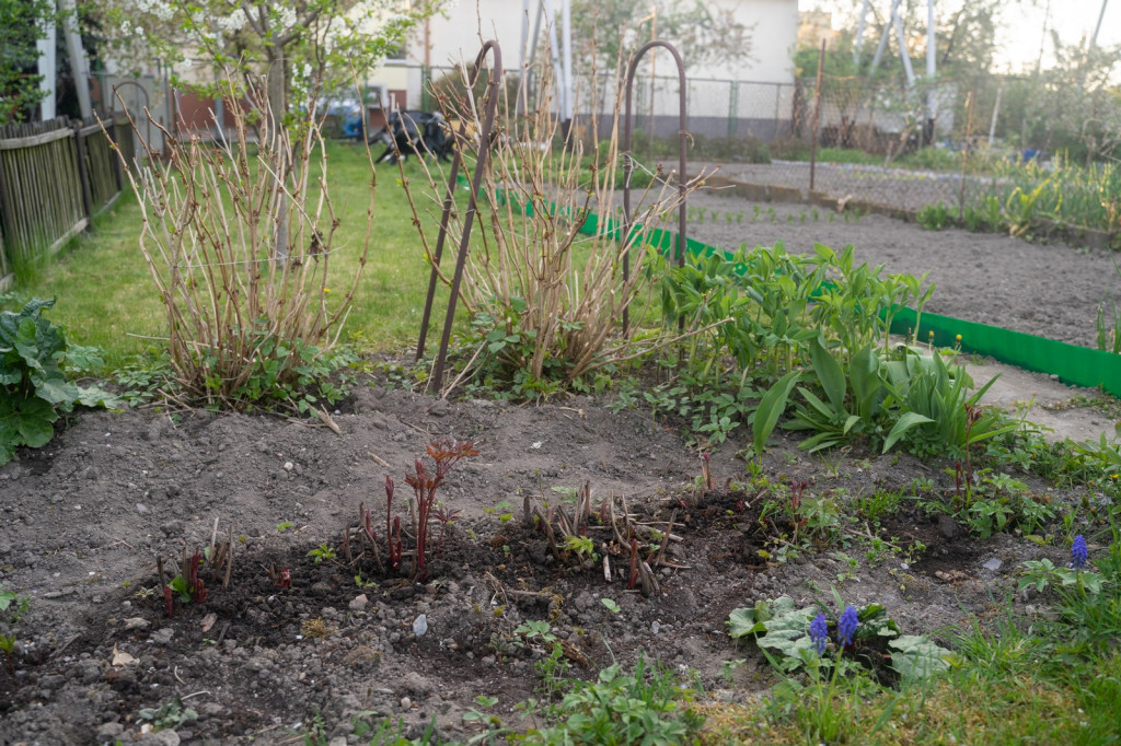 Działkowcy muszą oddać ogródki przy ul. Składowej, bo Gmina Brzeg planuje sprzedać te grunty