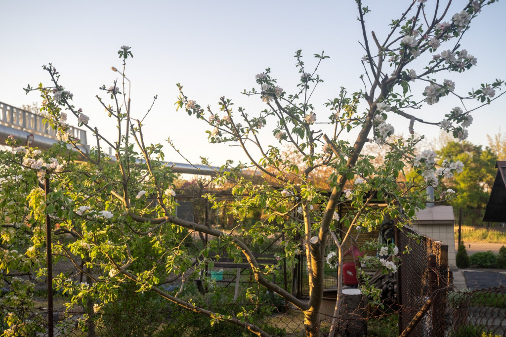 Działkowcy muszą oddać ogródki przy ul. Składowej, bo Gmina Brzeg planuje sprzedać te grunty